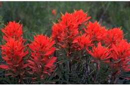 Image of downy Indian paintbrush