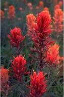 Image of downy Indian paintbrush