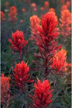 Image of downy Indian paintbrush