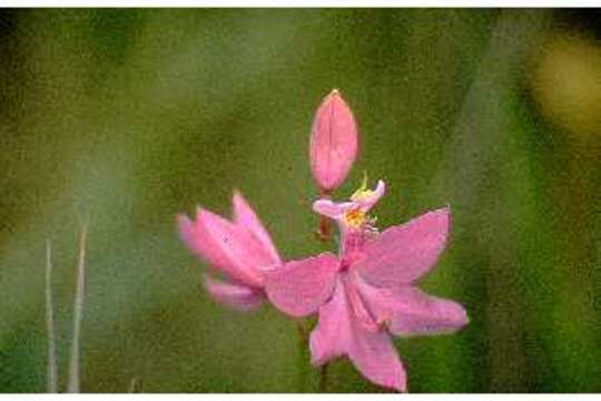 Image of Tuberous Grasspink