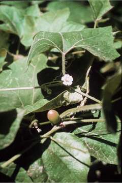 Image of Five-Lobe-Cucumber