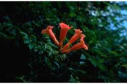 Image of trumpet creeper