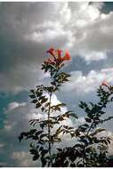 Image of trumpet creeper