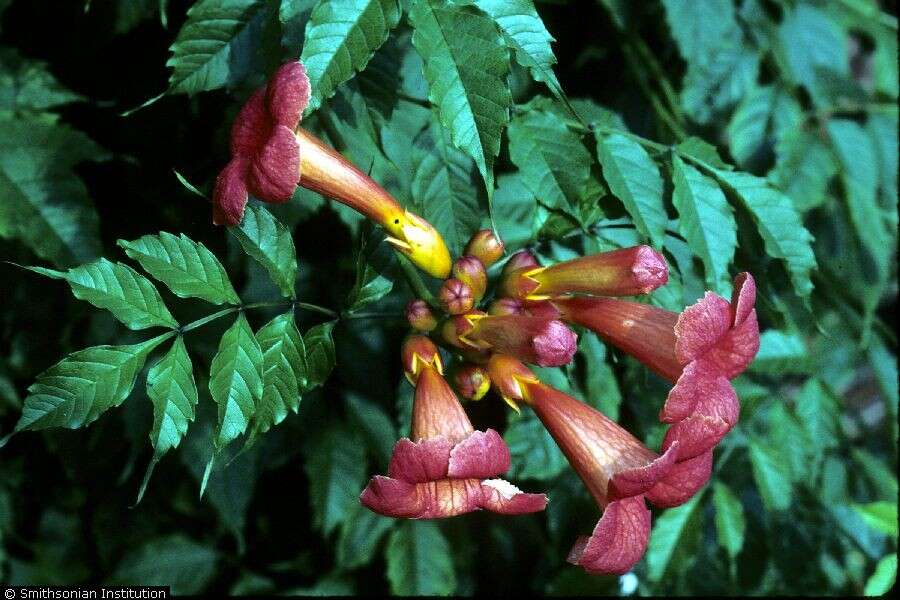 Image of trumpet creeper