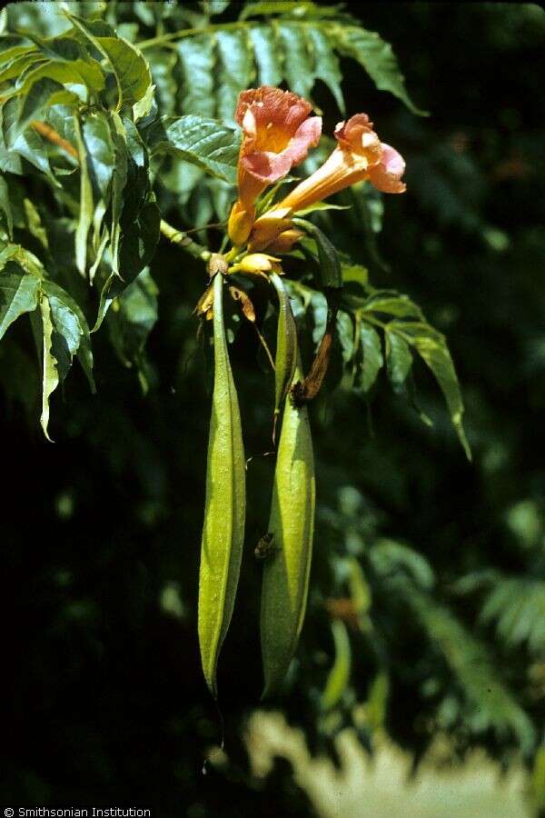 Image of trumpet creeper