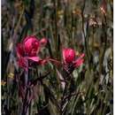 Image de Castilleja rhexiifolia