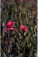 Слика од Castilleja rhexiifolia