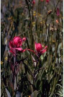 Image de Castilleja rhexiifolia