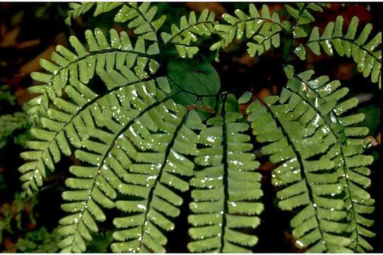 Image of Northern maidenhair fern