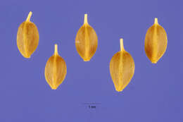 Image of beaked sedge