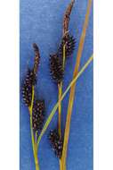 Image of Russet sedge