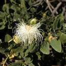 Image of native caper