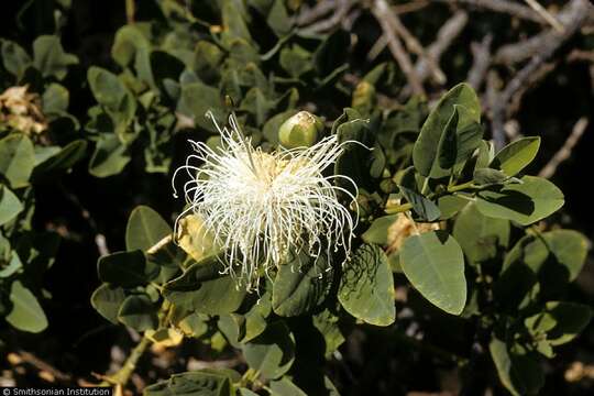 Image of native caper