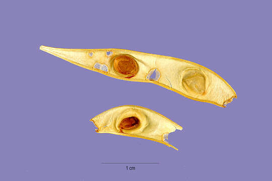 Image de Zapoteca formosa subsp. schottii (S. Watson) H. M. Hern.