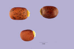 Sivun Cajanus scarabaeoides (L.) Thouars kuva