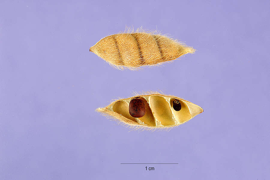 Sivun Cajanus scarabaeoides (L.) Thouars kuva