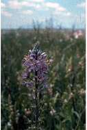 Imagem de Camassia scilloides (Raf.) Cory