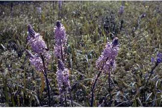 Imagem de Camassia scilloides (Raf.) Cory