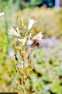 Imagem de Camassia scilloides (Raf.) Cory