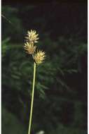 Image of eastern straw sedge