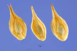 Image of eastern straw sedge