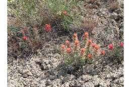 Image of Indian paintbrush