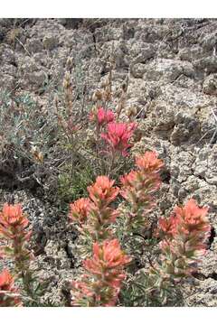 Image of Indian paintbrush