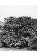 Image of catalpa