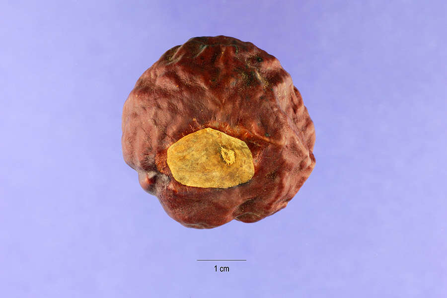 Imagem de Aesculus californica (Spach) Nutt.