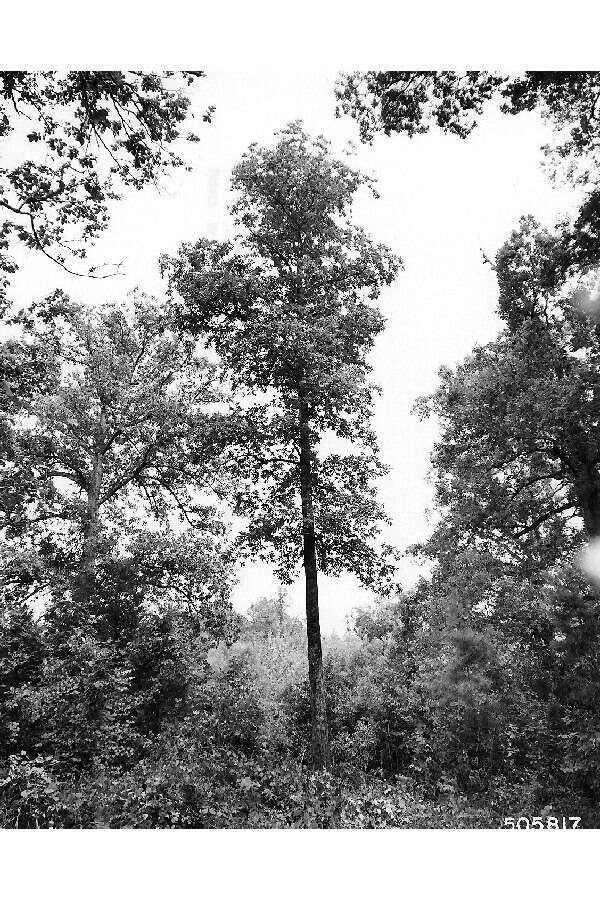 Image of mockernut hickory