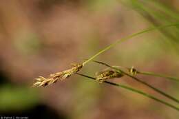 Image of valley sedge