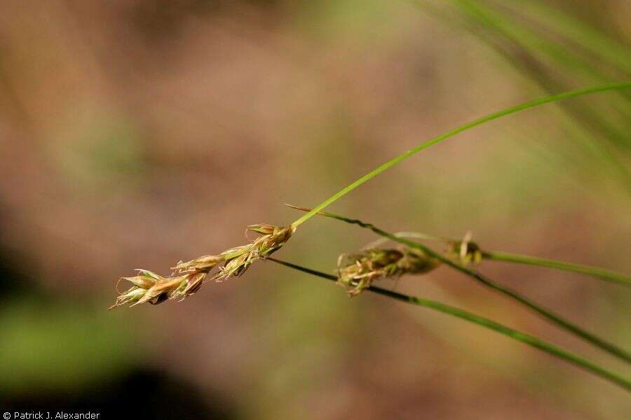 Image of valley sedge