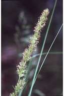 Image of Brown fox sedge