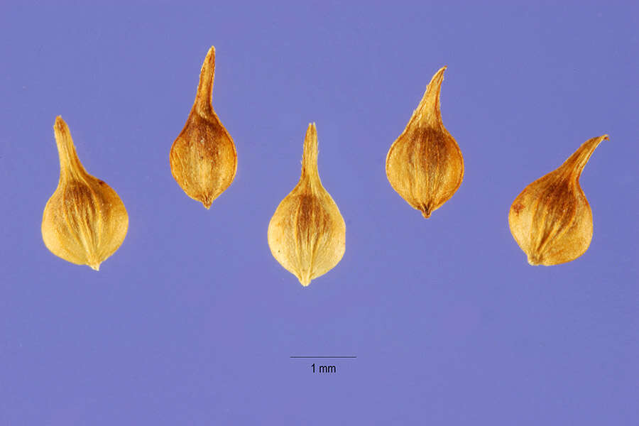 Image of Brown fox sedge