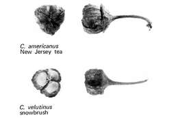 Image of ceanothus