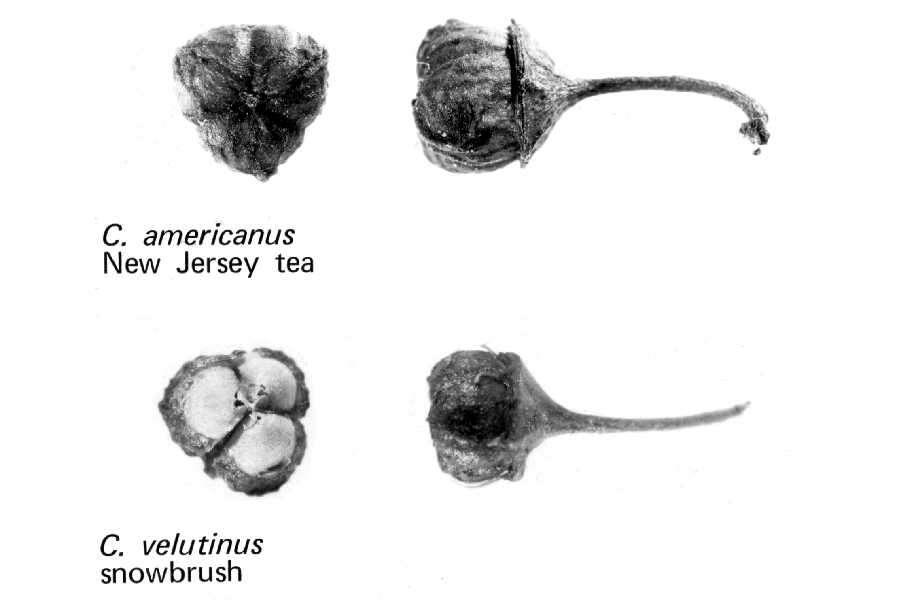 Image of ceanothus