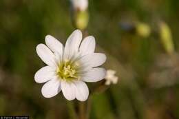 Image of field chickweed