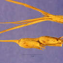 Image of goatgrass