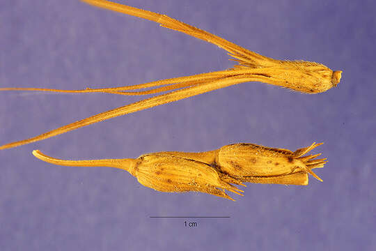 Imagem de Aegilops comosa Sm.