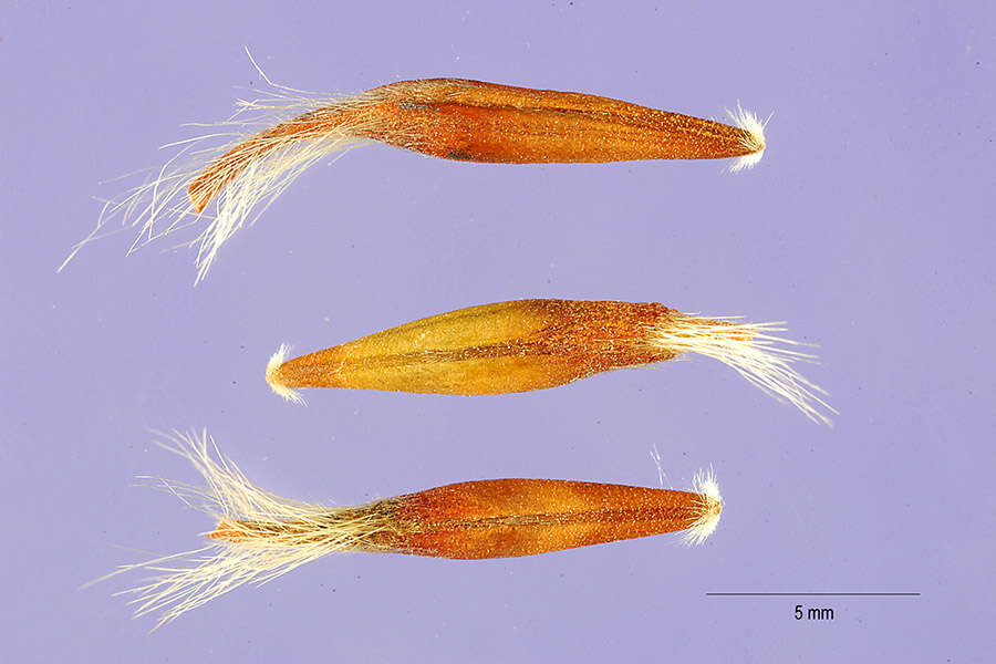 Image of Birch-leaf Mountain-mahogany