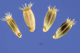 Image of spotted knapweed