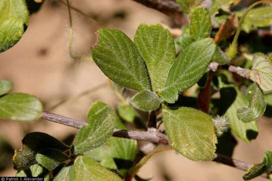 Sivun Cercocarpus montanus var. paucidentatus (S. Wats.) F. L. Martin kuva