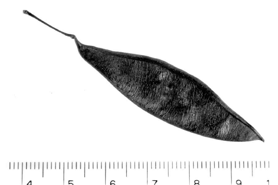 Слика од Cercis canadensis L.