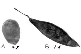 Слика од Cercis canadensis L.