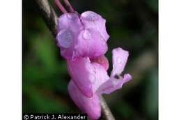 Слика од Cercis canadensis L.