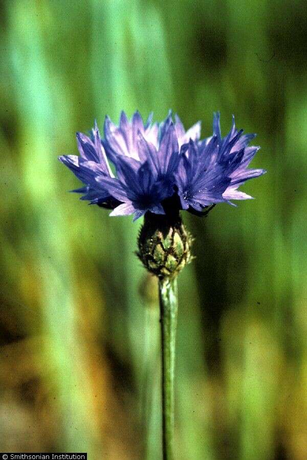 Image of Garden Cornflower