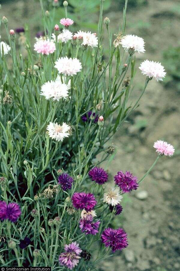 Image of Garden Cornflower