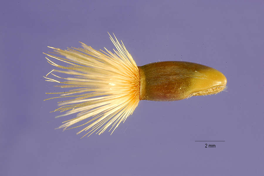 Image of Iranian knapweed