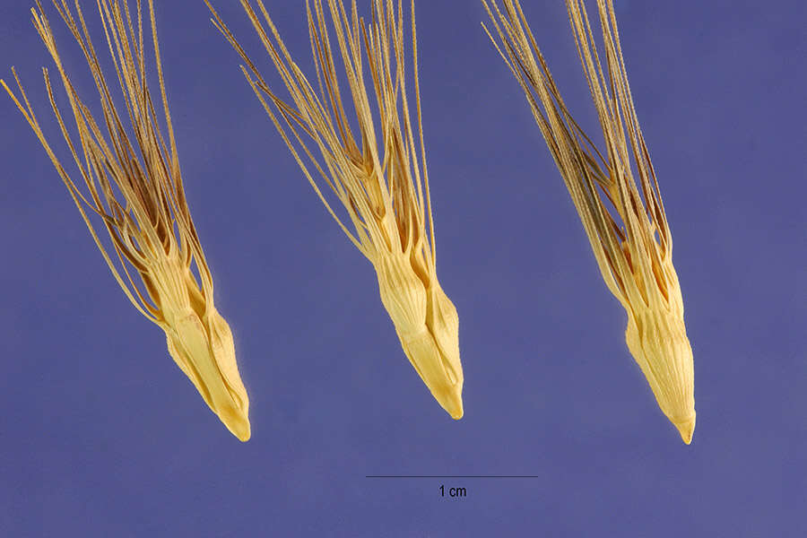 Image of ovate goatgrass