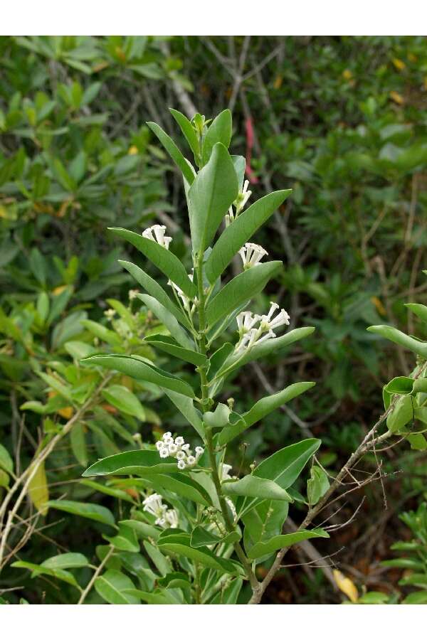 Image of Wild jasmine